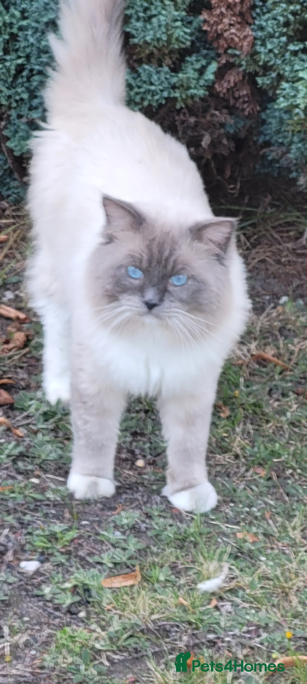 Ragdoll cats for stud: GCCF registered RAGDOLL STUD in Slough - Advert 1