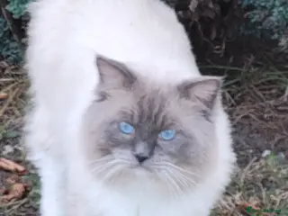 Ragdoll cats GCCF registered RAGDOLL STUD in Slough - Advert 8