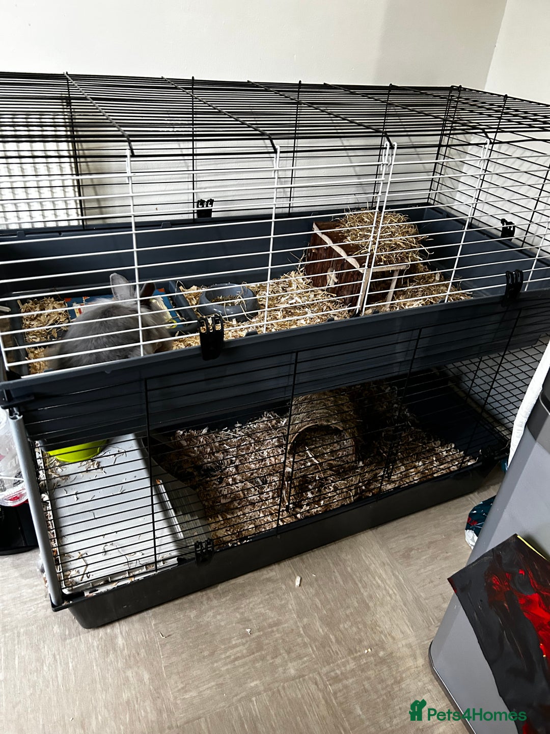 Lionhead rabbits for sale: 2 x Male Lion Rabbits with cage, all accessories  - Advert 6