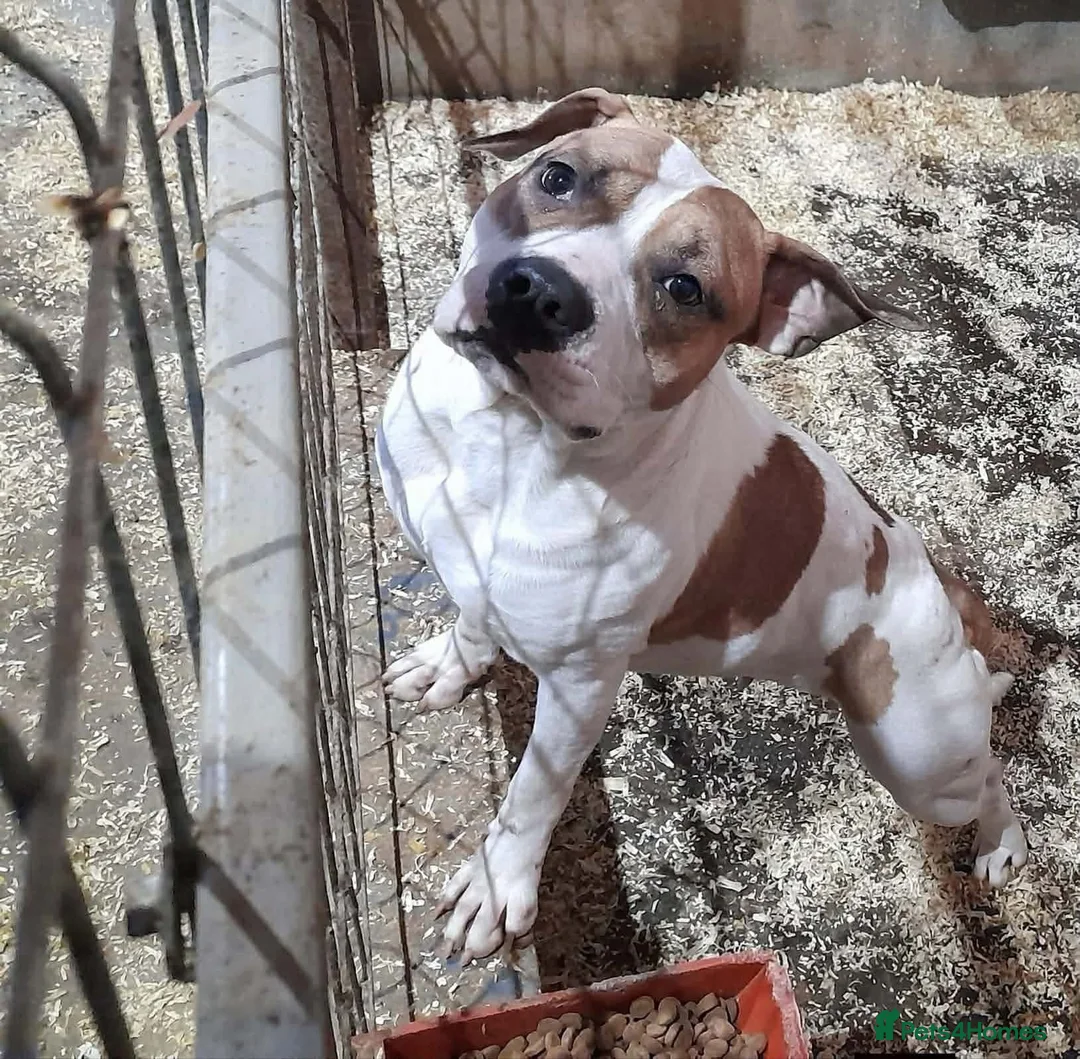 Staffordshire Bull Terrier dogs for adoption: Leia - Norwich Norfolk  - Advert 10