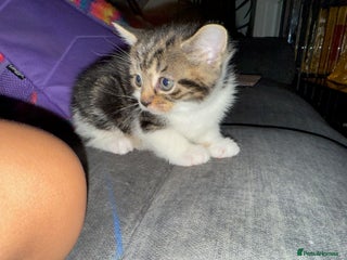 Mixed Breed cats Beautiful Female Kitten (with all belongings) - Advert 1