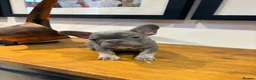 French Bulldog dogs for sale: French bulldog puppies - Advert 12