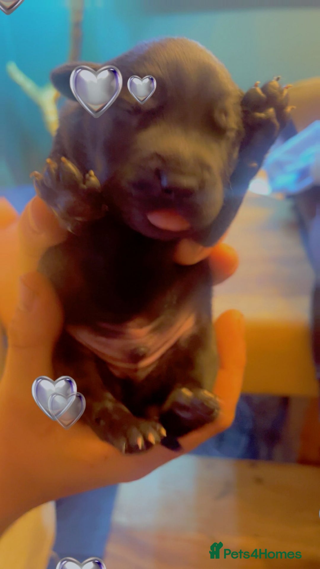 Mixed Breed dogs for sale: Blue staff x Black labrador puppies  - Advert 7