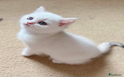 British Shorthair cats for sale: Britiah shorthair last girl available - Image 5