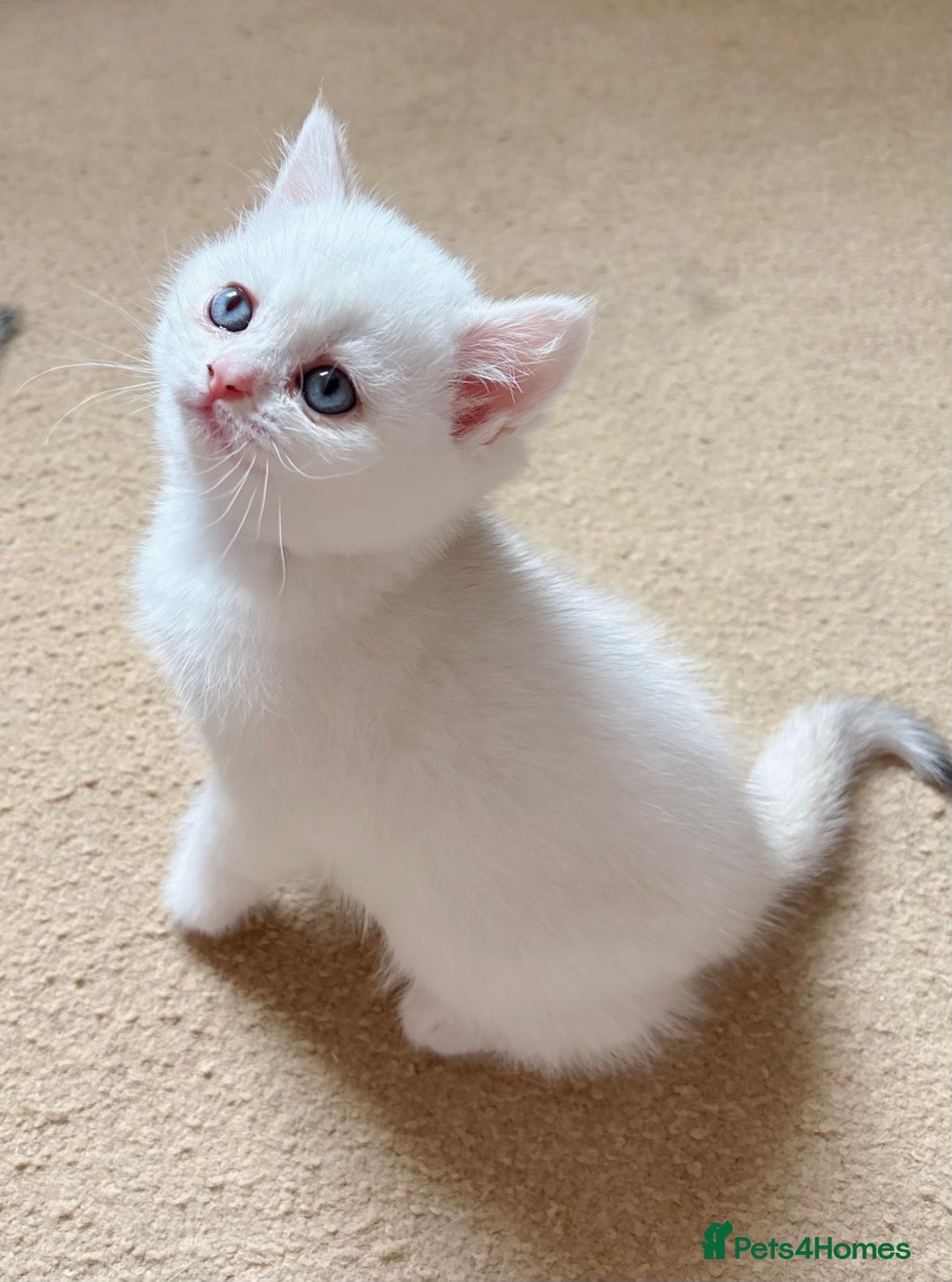British Shorthair cats for sale: Britiah shorthair last girl available - Image 5