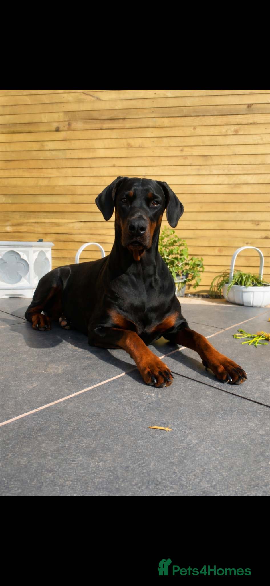Dobermann dogs Doberman puppies waiting list  - Advert 2