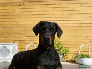 Dobermann dogs Doberman puppies waiting list - Advert 2