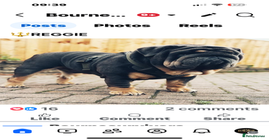 English Bulldog dogs - Advert 4