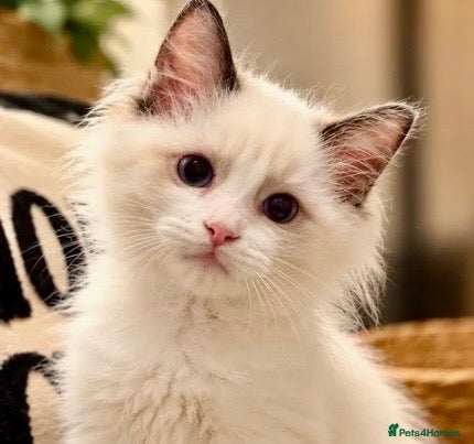 Ragdoll cats TICA registered Seal bicolour male kitten - Advert 4
