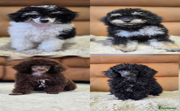 Toy Poodle dogs - Advert 7