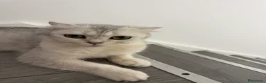 Scottish Fold Kitten 6