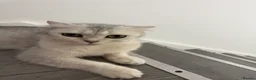 Scottish Fold cats for sale: Adorable Scottish Fold/straight Kittens for Sale - Advert 6