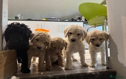 Goldendoodle dogs for sale: Golden doodle F1B stunning puppies  - Image 2