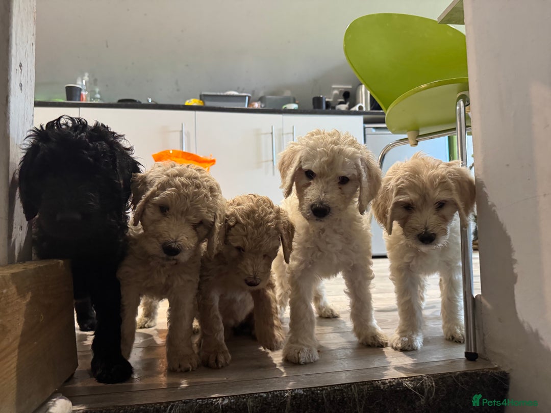 Goldendoodle dogs for sale: Golden doodle F1B stunning puppies  - Image 2