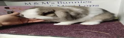 Mini Lop rabbits for sale: 2 Male Mini lops bonded  - Advert 3