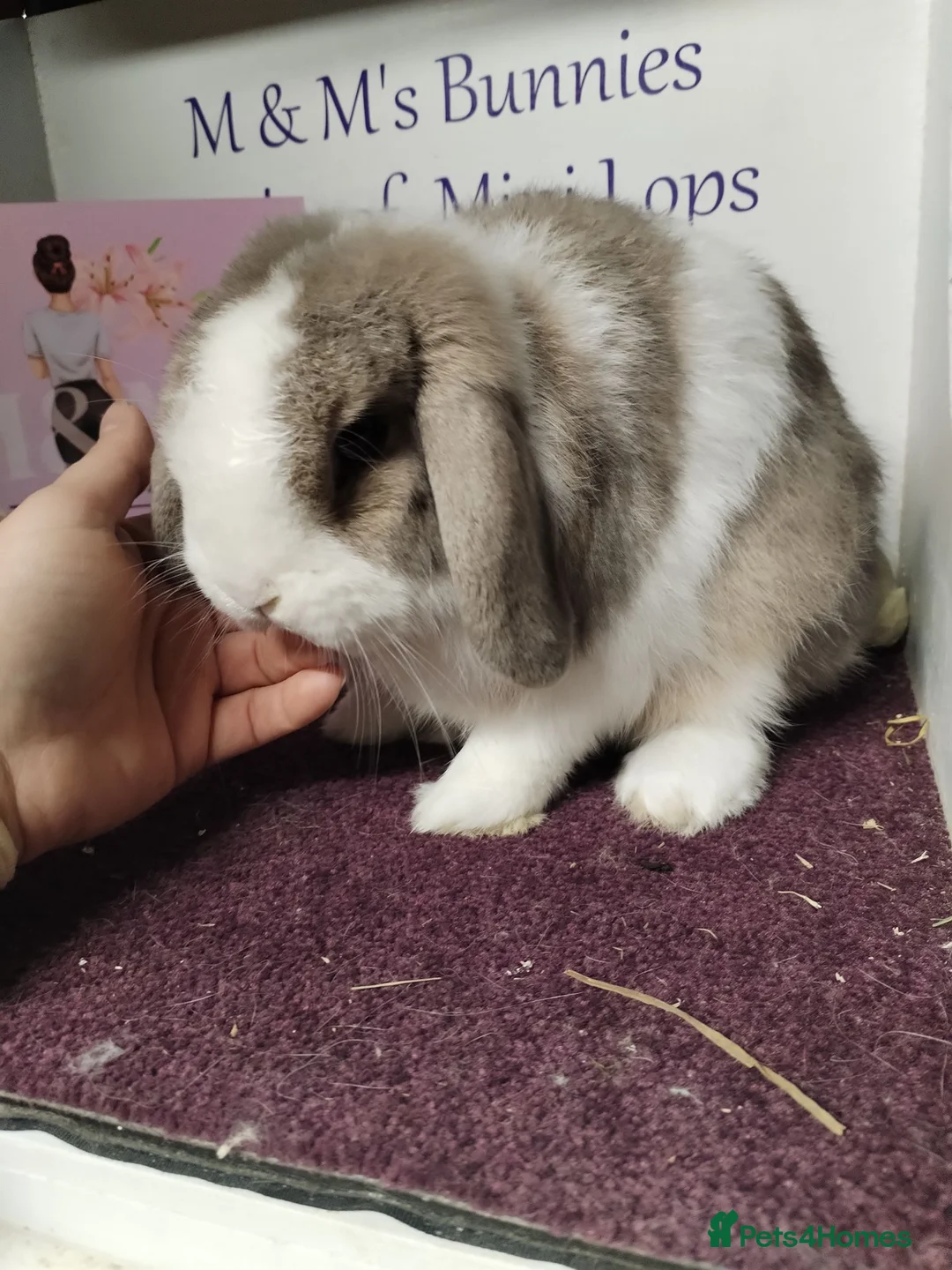 Mini Lop rabbits for sale: 2 Male Mini lops bonded  - Advert 3