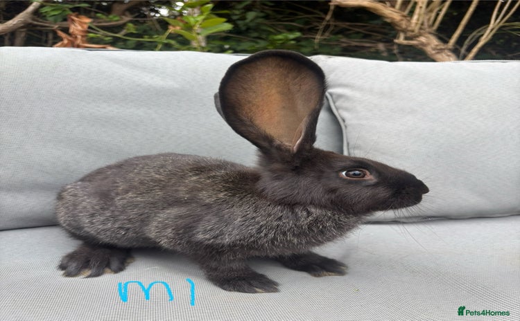 Continental Giant rabbits - Advert 4