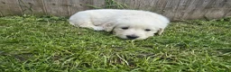 Golden Retriever dogs for sale: Golden Retriever Puppies  - Advert 18