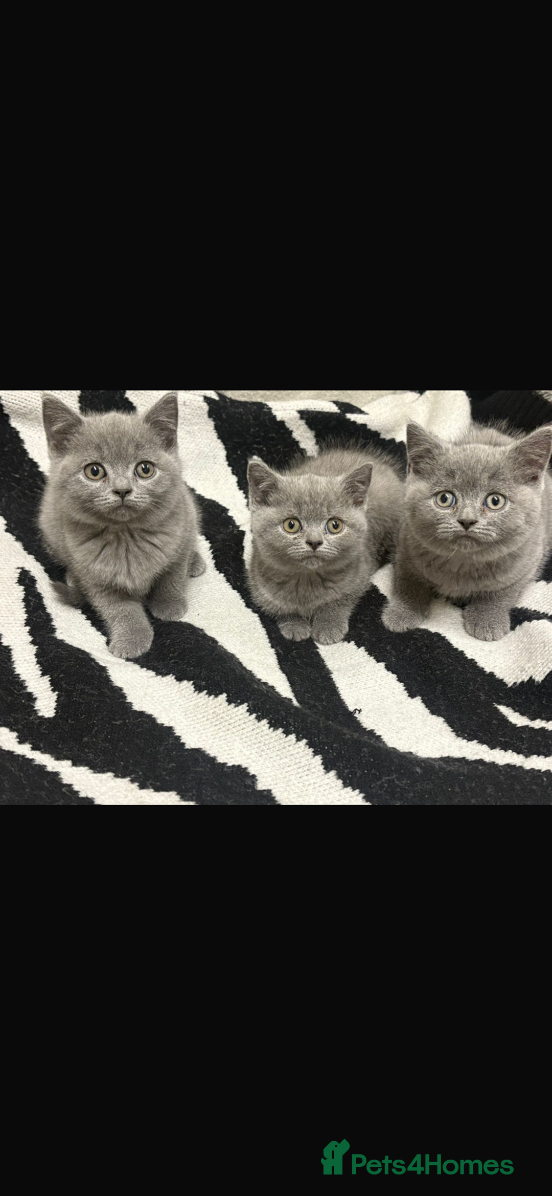 British Shorthair cats for sale: British shorthair kittens male and female  - Image 2