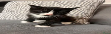 Kitten 3