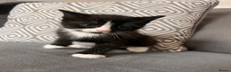 Scottish Fold cats for sale: Scottish and british kittens - Advert 16
