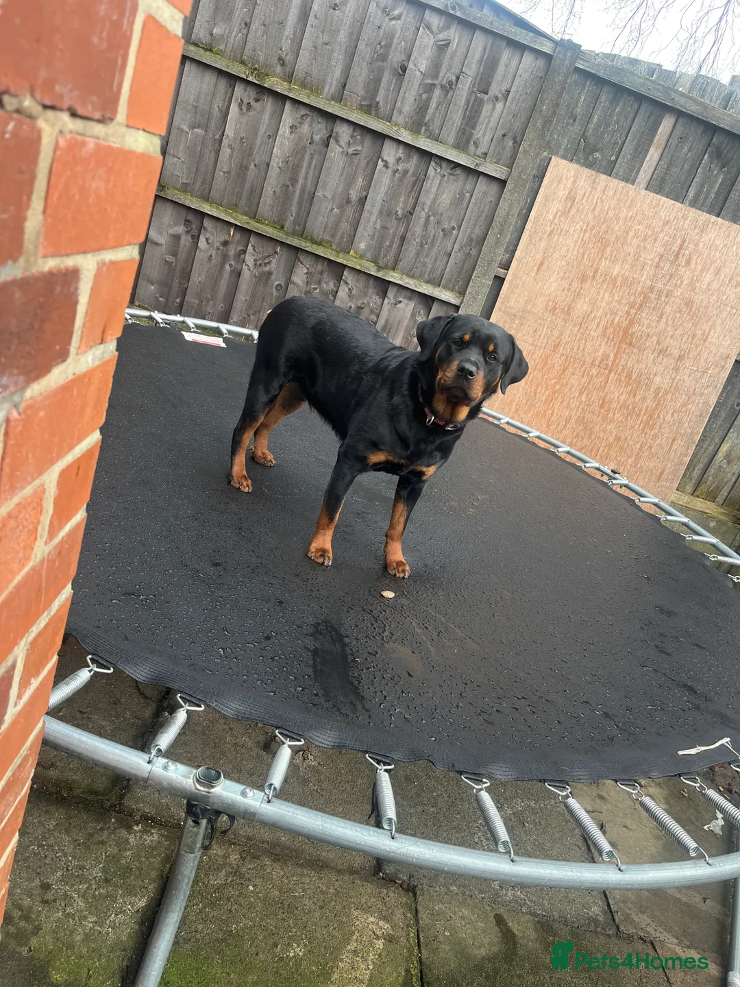 Rottweiler dogs for sale: Family raised Rottweiler pair  - Advert 10