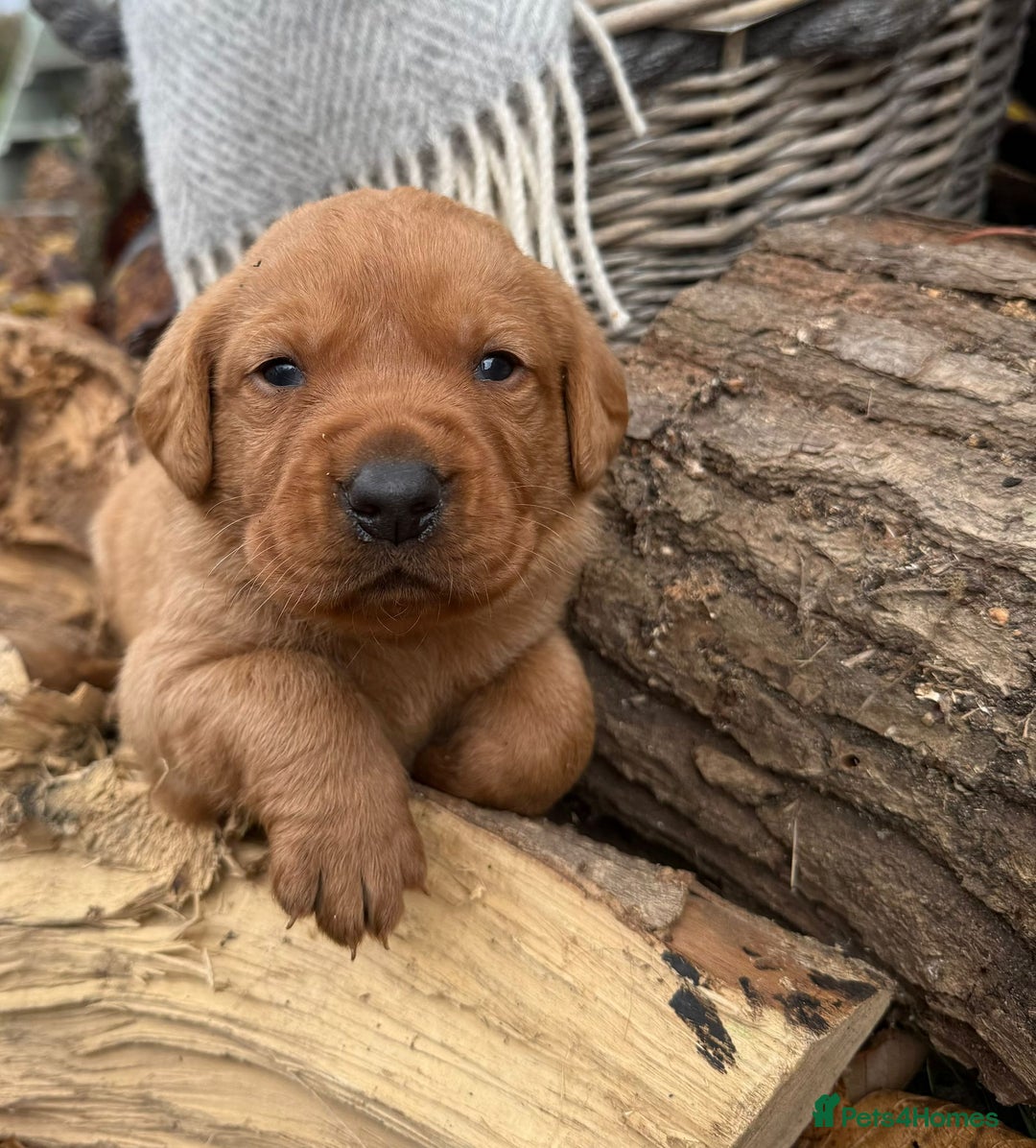 Labrador Retriever dogs for sale: Stunning litter of KC fox red labradors  - Advert 4