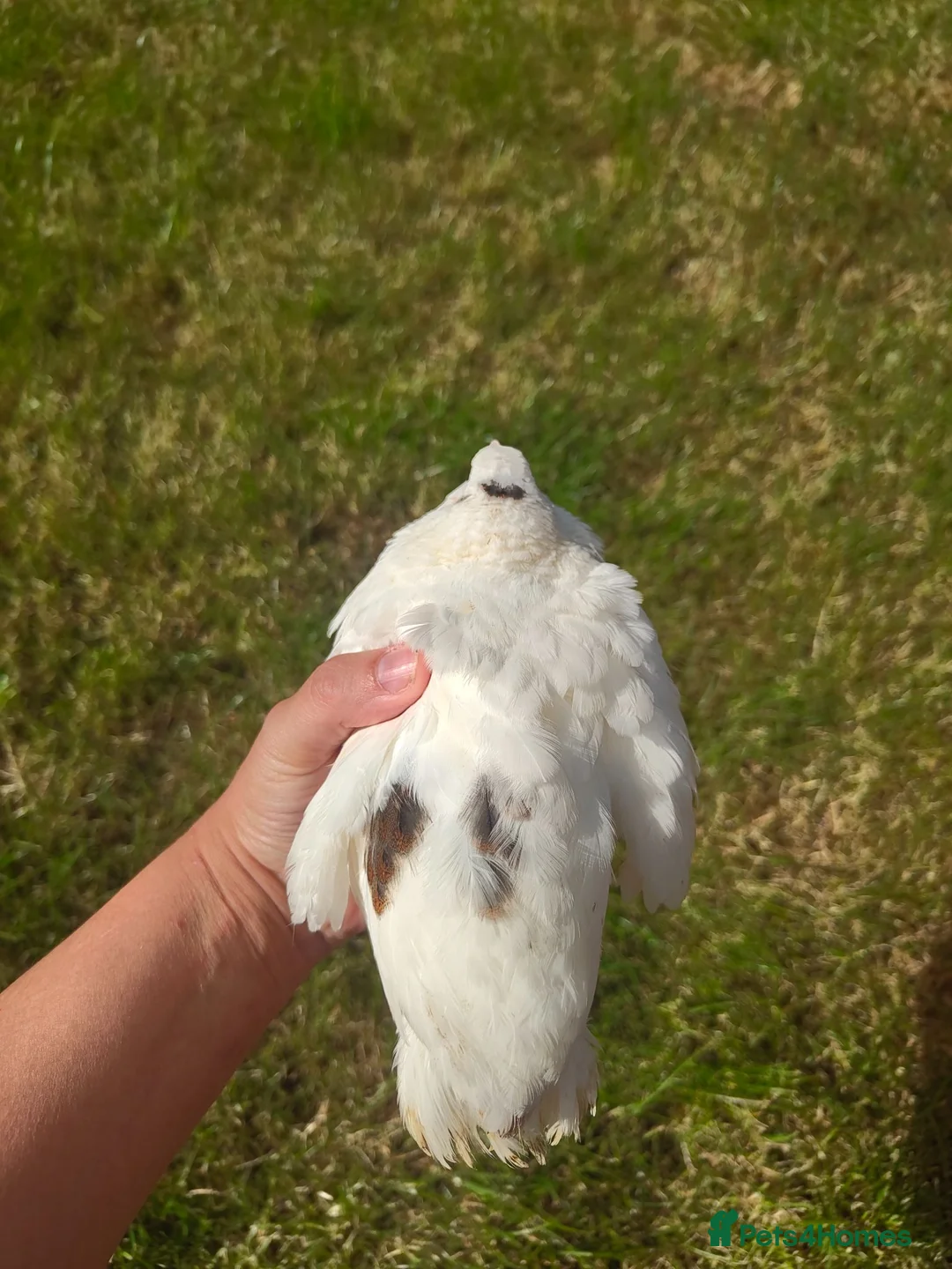 Quail poultry for sale: Rare Genetics! 3 Pansy Fee Quail Roosters – Wirral in Birkenhead - Advert 4