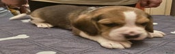 Beagle dogs for sale: KC registered Beagle pups, Rare Blue tri & tri - Advert 17