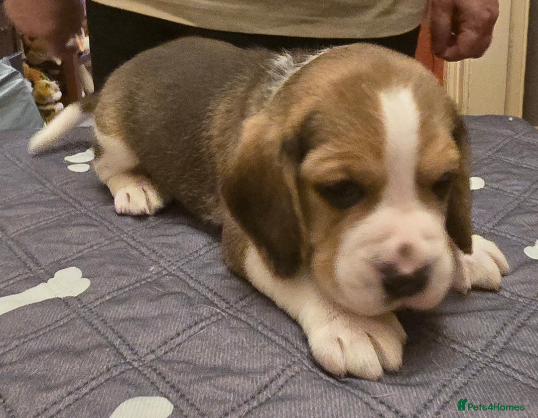 Beagle dogs for sale: KC registered Beagle pups, Rare Blue tri & tri - Advert 17