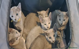 Russian Blue cats for sale: CHAMPION SIred GCCF Russian kittens  in Peterborough - Image 1