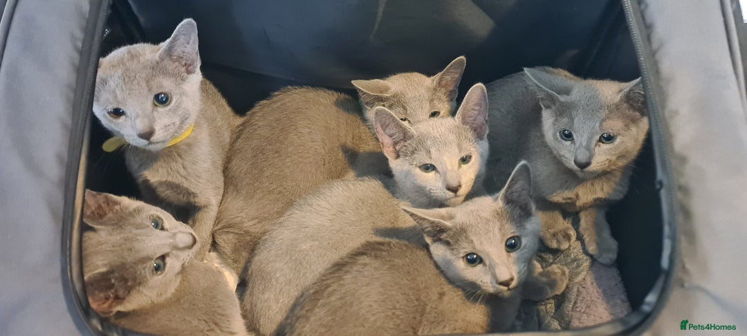 Russian Blue cats for sale: CHAMPION SIred GCCF Russian kittens  in Peterborough - Image 1