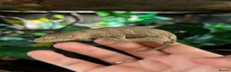 Gecko reptiles for sale: 2 beautiful friedel leachies for sale  - Advert 4