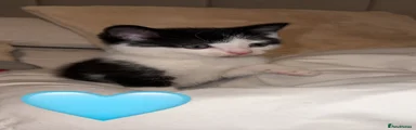 Mixed Breed Kitten 2