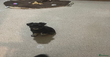 Miniature Schnauzer dogs - Advert 3