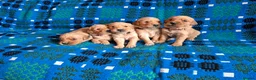 Golden Retriever dogs for sale: KC Reg dark coloured retrievers - 3 boys & 5 girls - Advert 3