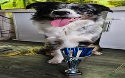 Border Collie dogs for stud: TRI BLUE MERLE BORDER COLLIE PROVEN STUD  - Image 5