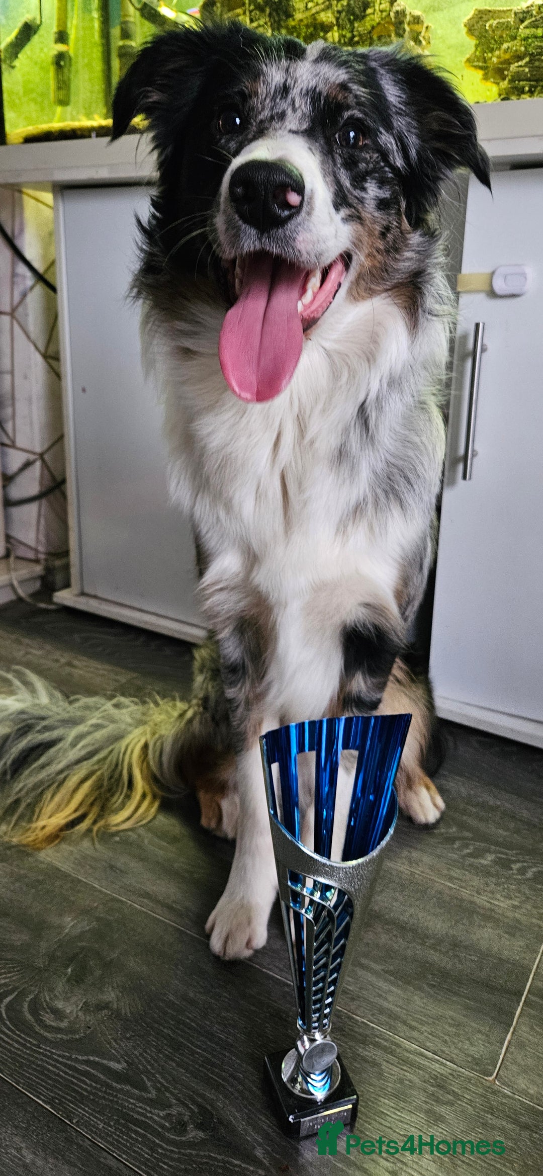 Border Collie dogs for stud: TRI BLUE MERLE BORDER COLLIE PROVEN STUD  - Image 5