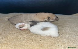 Pomeranian dogs for sale: Kc Registered Pomeranian Pups - Image 33