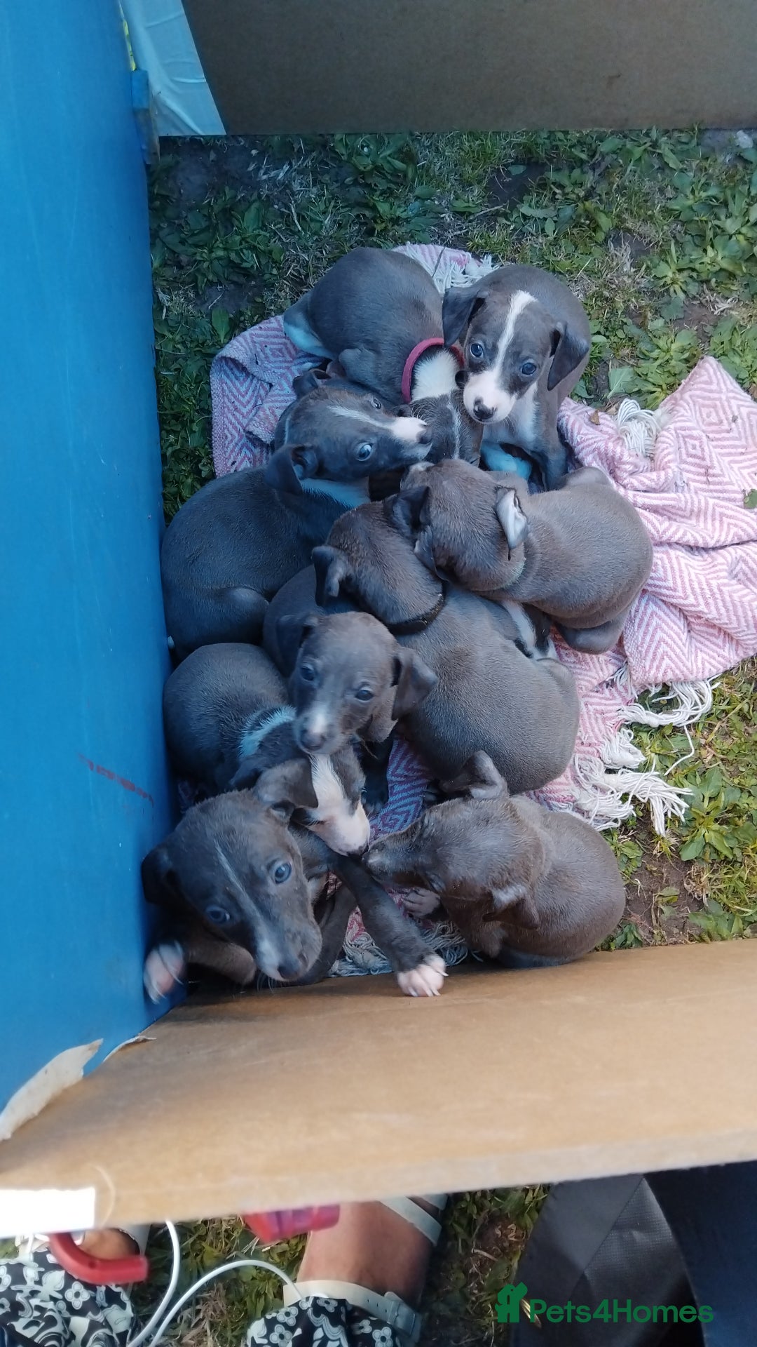 Mixed Breed dogs for sale: Italian Greyhound x Whippet puppies - Image 24