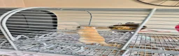 Gerbil rodents for sale: 2 Male gerbils  in Colchester - Advert 2