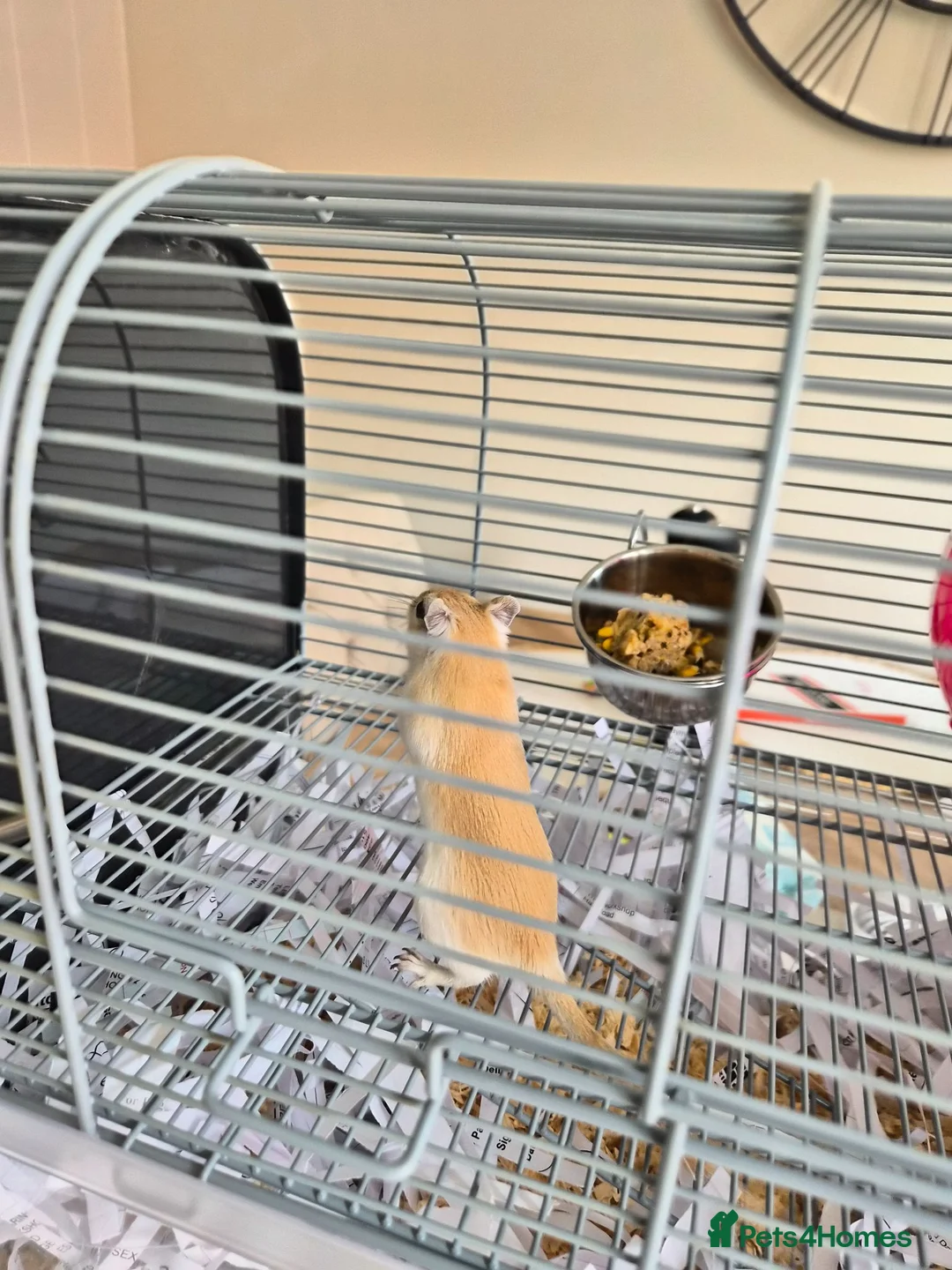 Gerbil rodents for sale: 2 Male gerbils  in Colchester - Advert 2