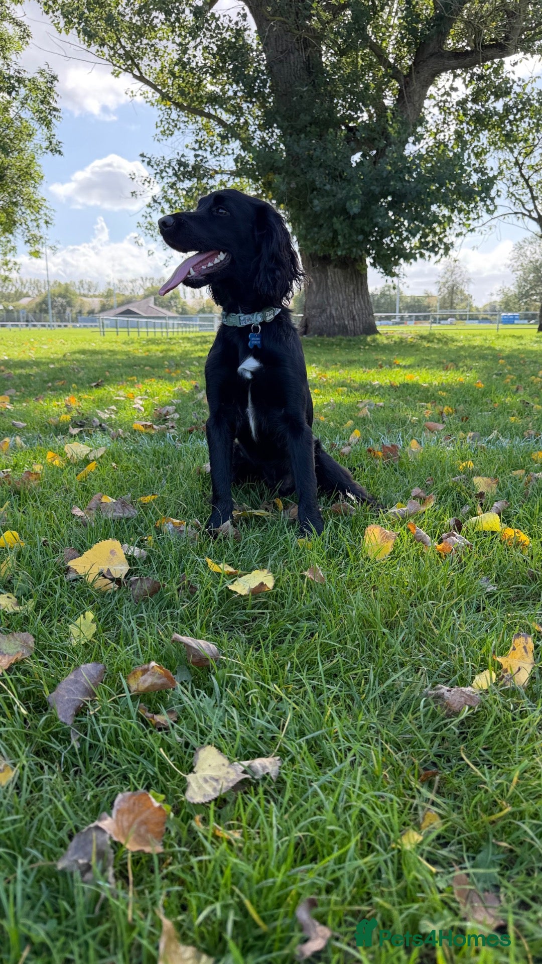 Sprocker dogs Sprocker spaniel  - Advert 4