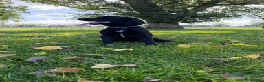 Sprocker 1