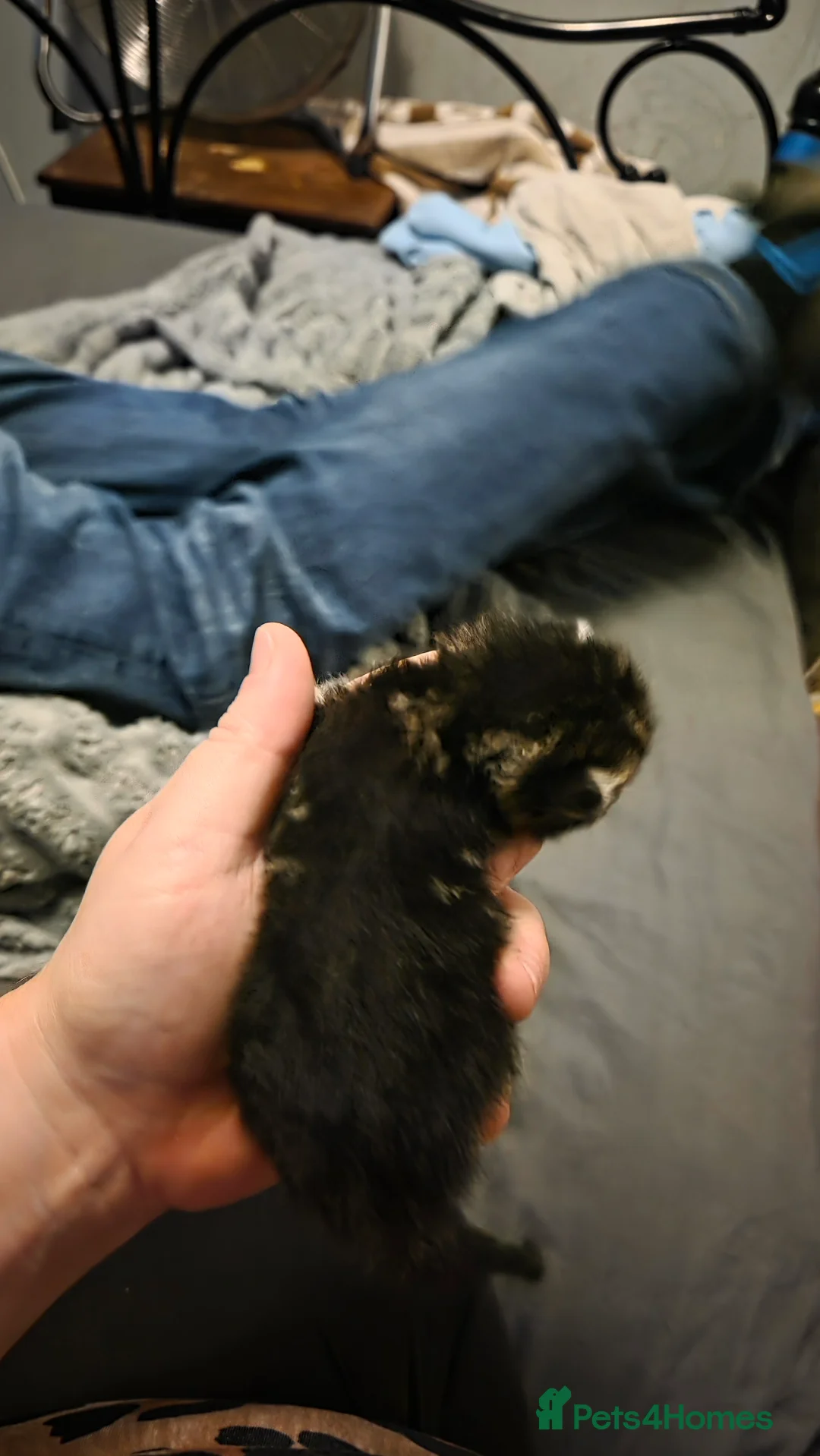 Mixed Breed cats for sale: Savannah X Domestic kittens - Advert 5