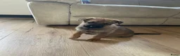 German Shepherd dogs for sale: 7 beautiful German Shepard puppies for sale  in Tilbury - Advert 8