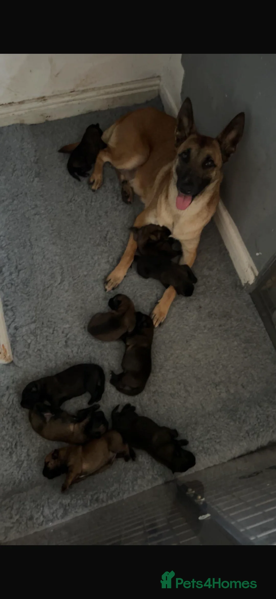 Belgian Shepherd Dog dogs for sale: Male Black Belgian Malinois pup  - Advert 2
