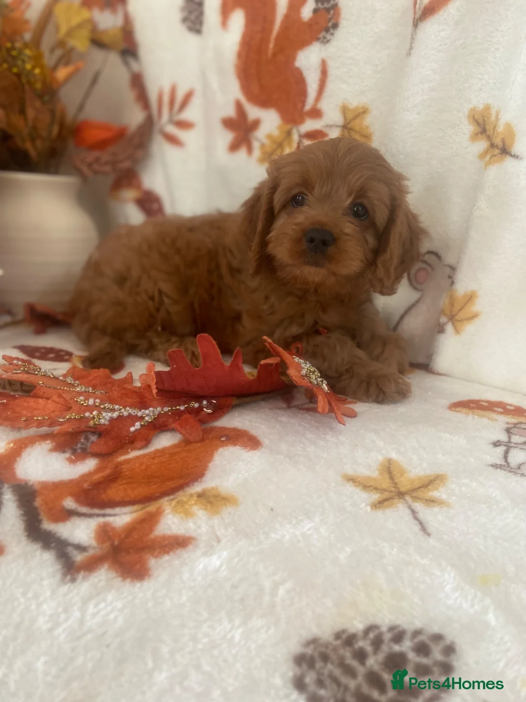 Cavapoo dogs for sale: F1 Cavapoo  - Advert 2