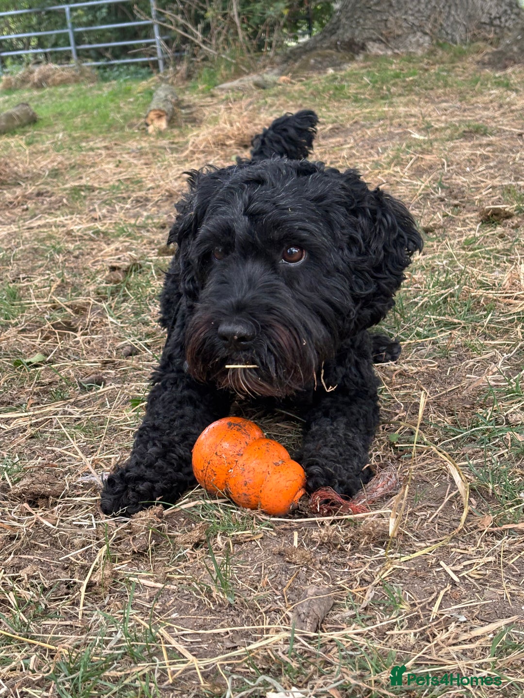 Cockapoo dogs for sale:    Leo - Advert 3