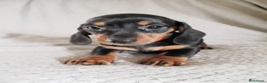 Dachshund 4